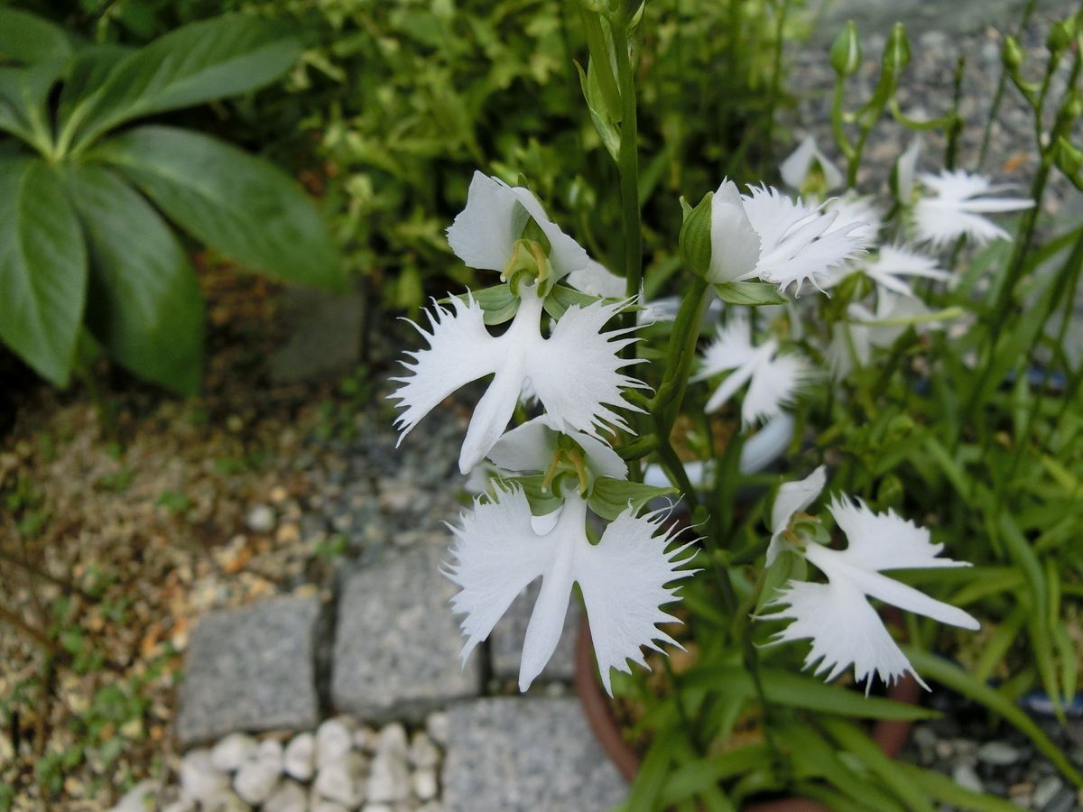 ８月の庭より　サギソウ編