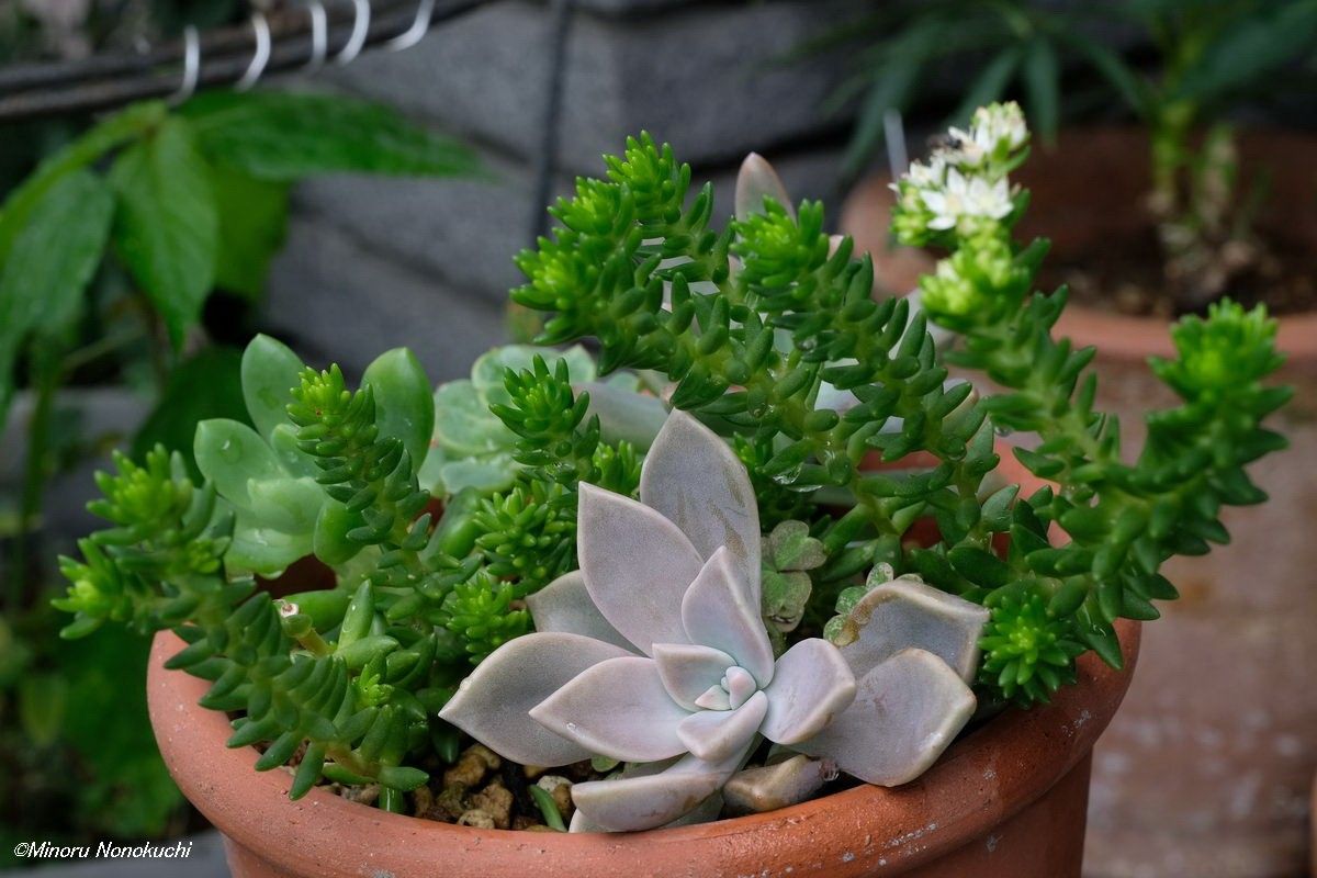 多肉植物の寄せ植え