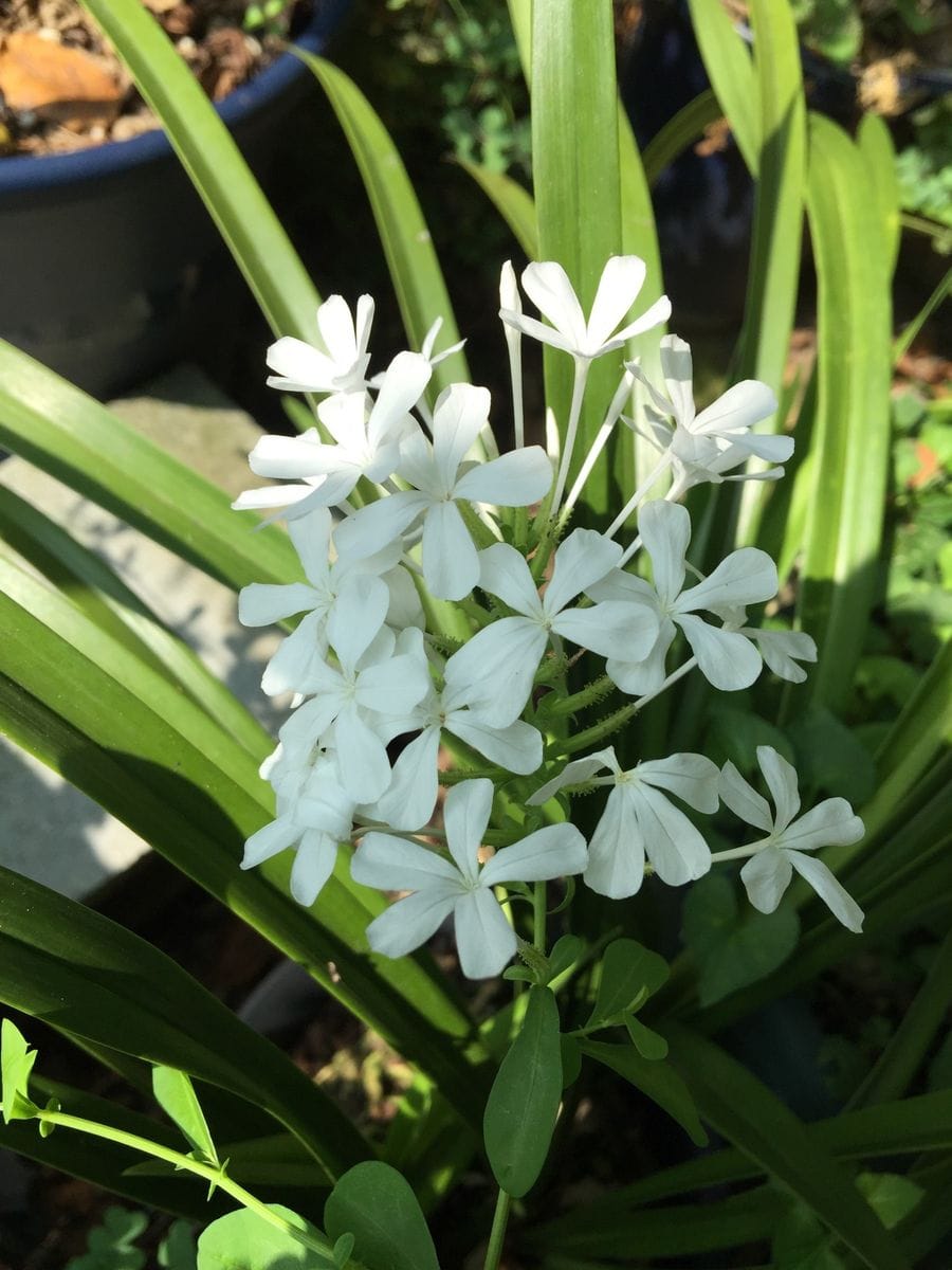 今日の花