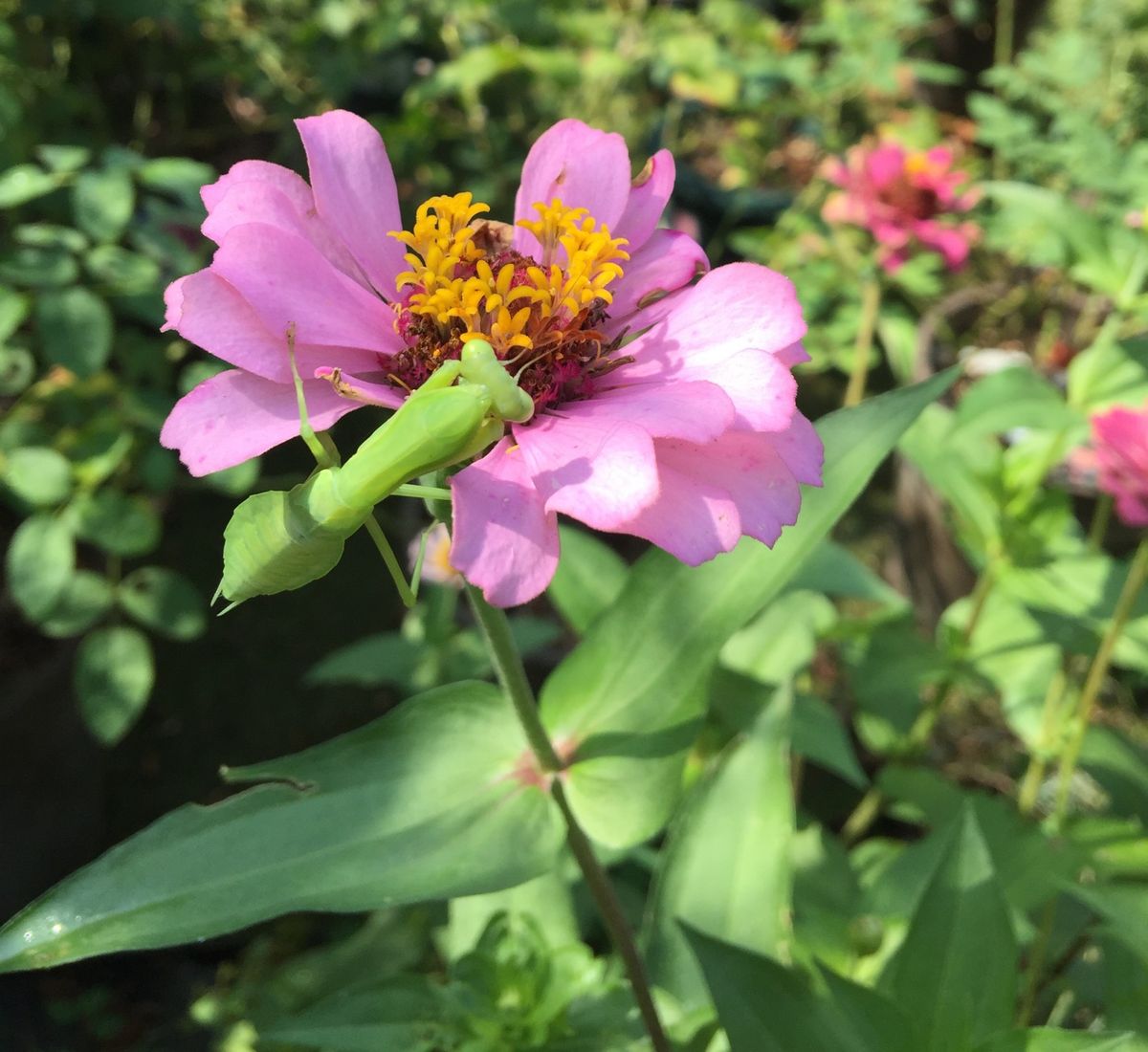 今日の花