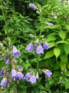 今日もシャジン