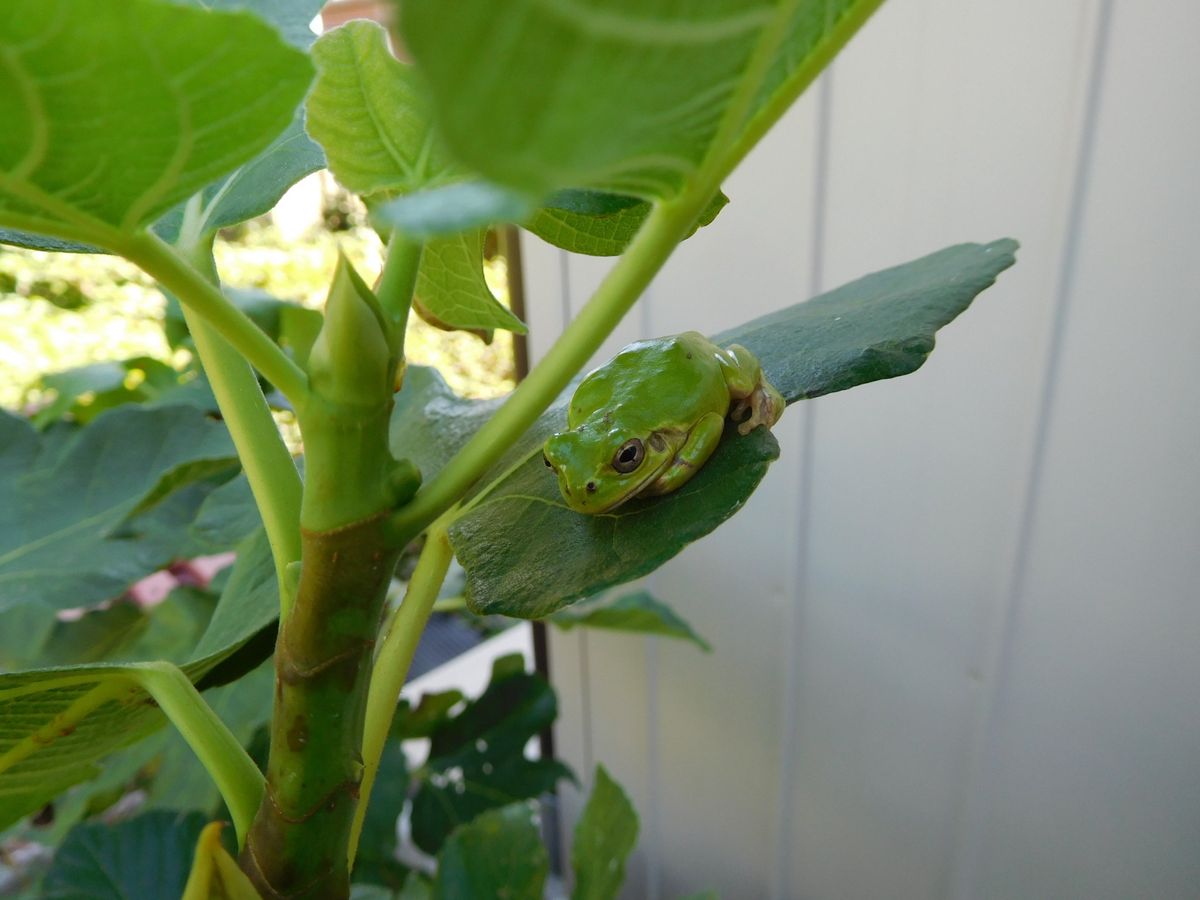 お花と住人🐸