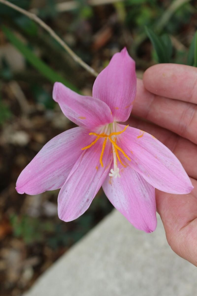 ピンクの花