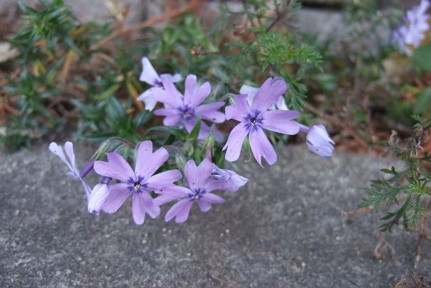 芝桜