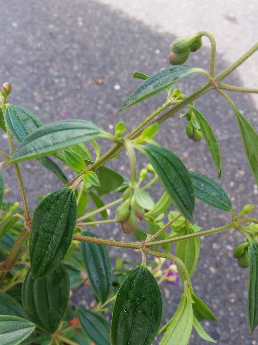 中途半端はダメ!しっかり雨降って…。