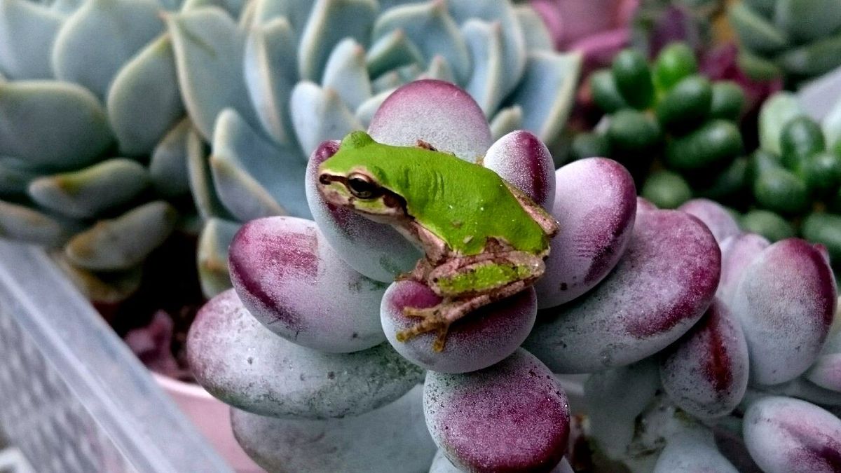 いろんな植物と…