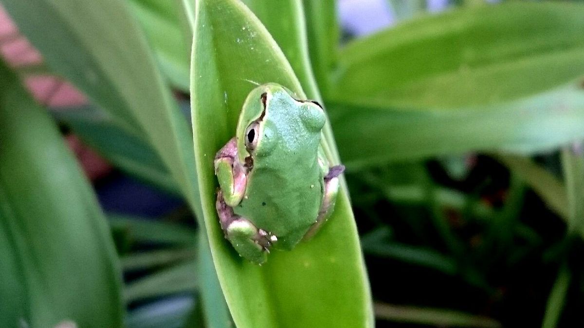 いろんな植物と…