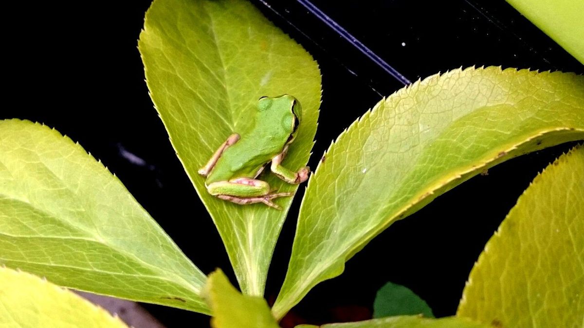 いろんな植物と…