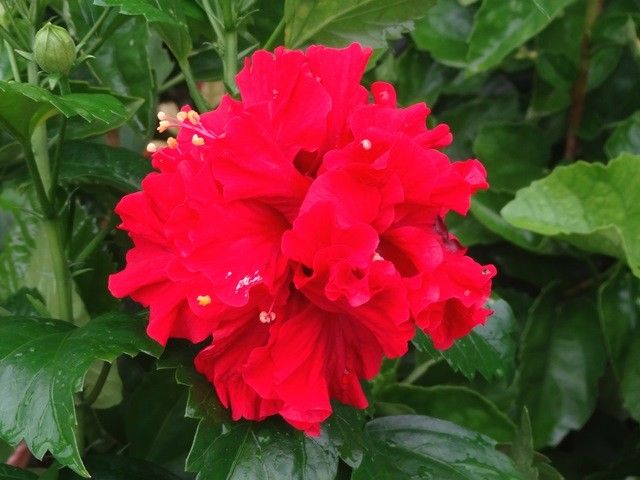 今日の庭より･･･赤い花