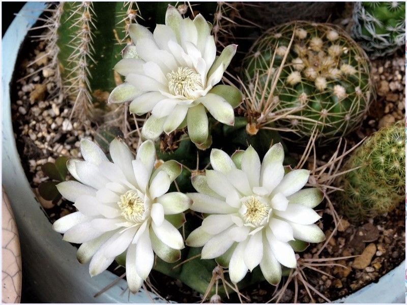 🌵翠晃冠が繰り返し６度目３つの花が咲いたよ！