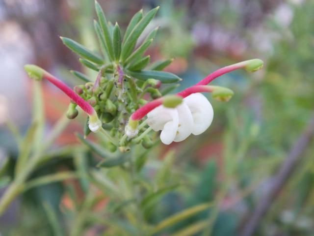 来年も開花？