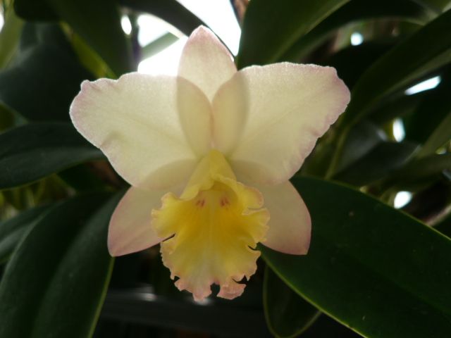 Sc.Fairyland ‘Popo’