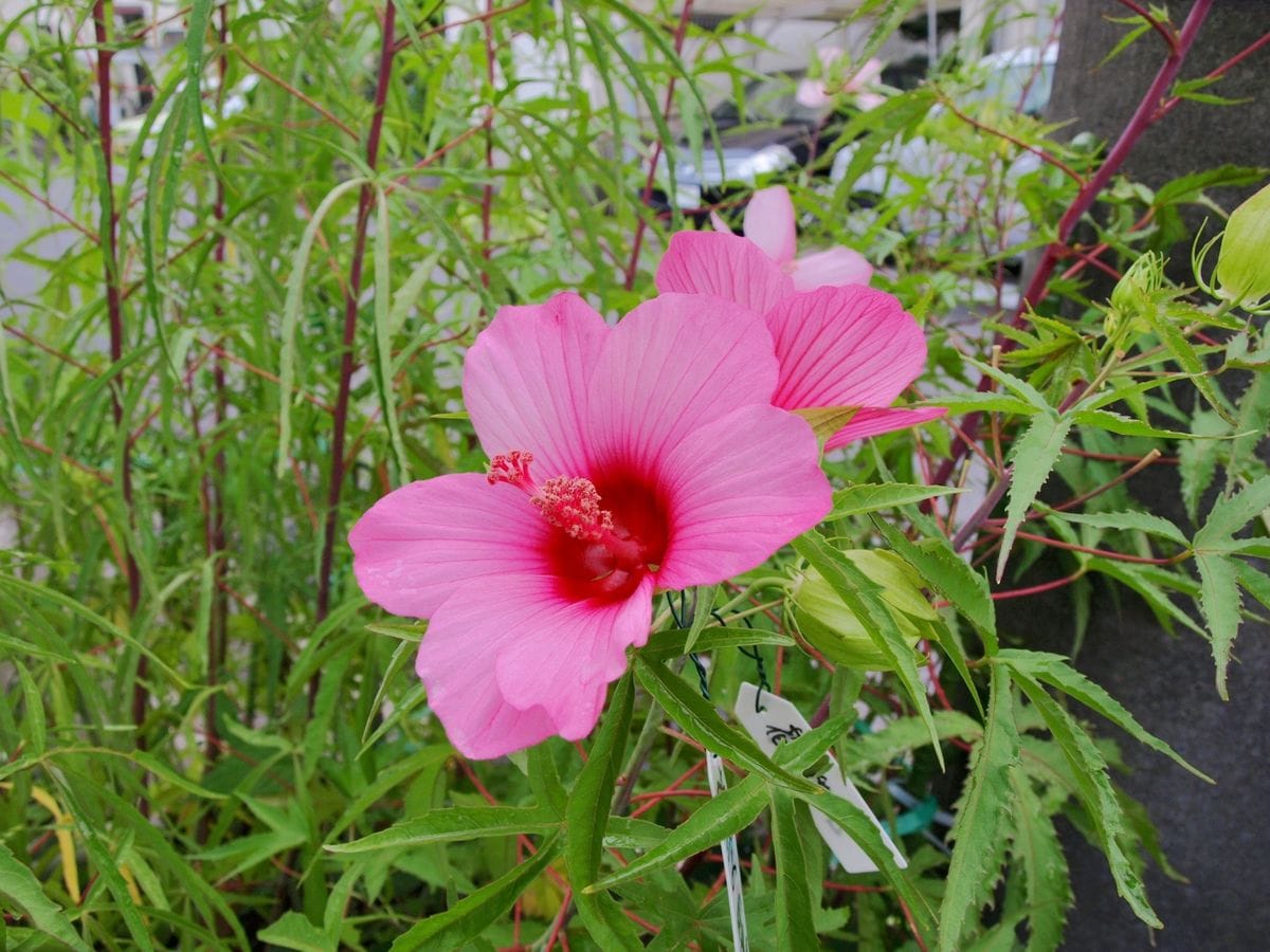 2ｍを超えました＆花弁が6,7枚に