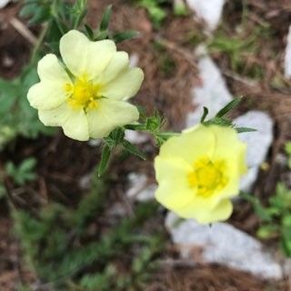 山の庭  8月半ば