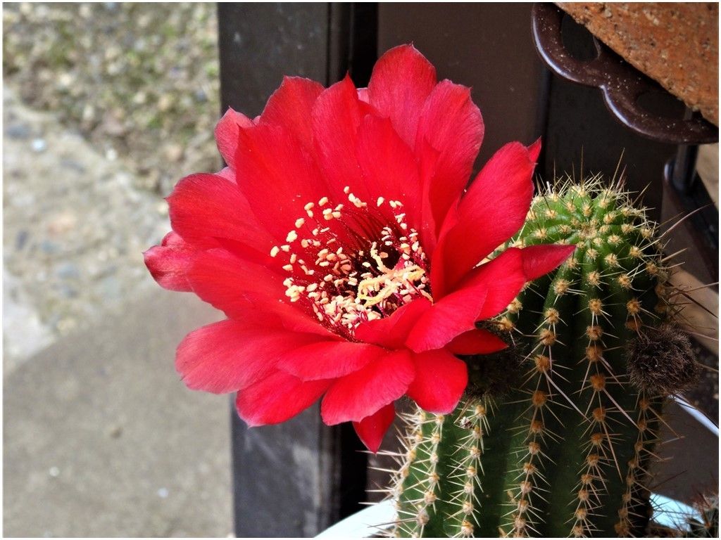 🌵今年咲いたサボテンの花色々..o(^-^)o