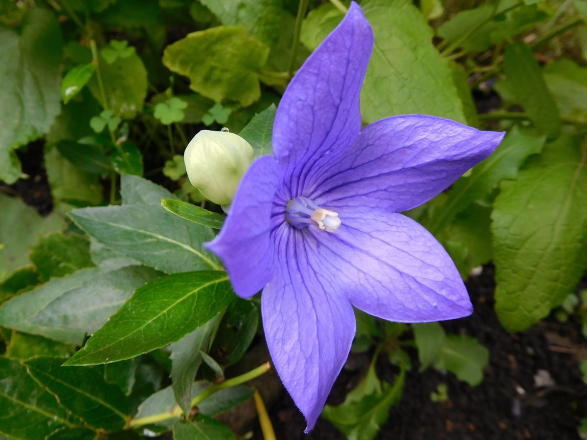 可愛いお花