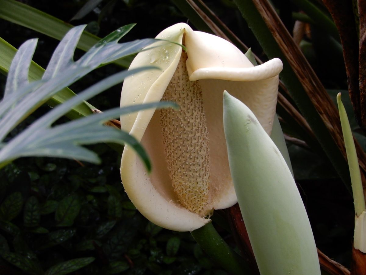 サトイモ科　の　花