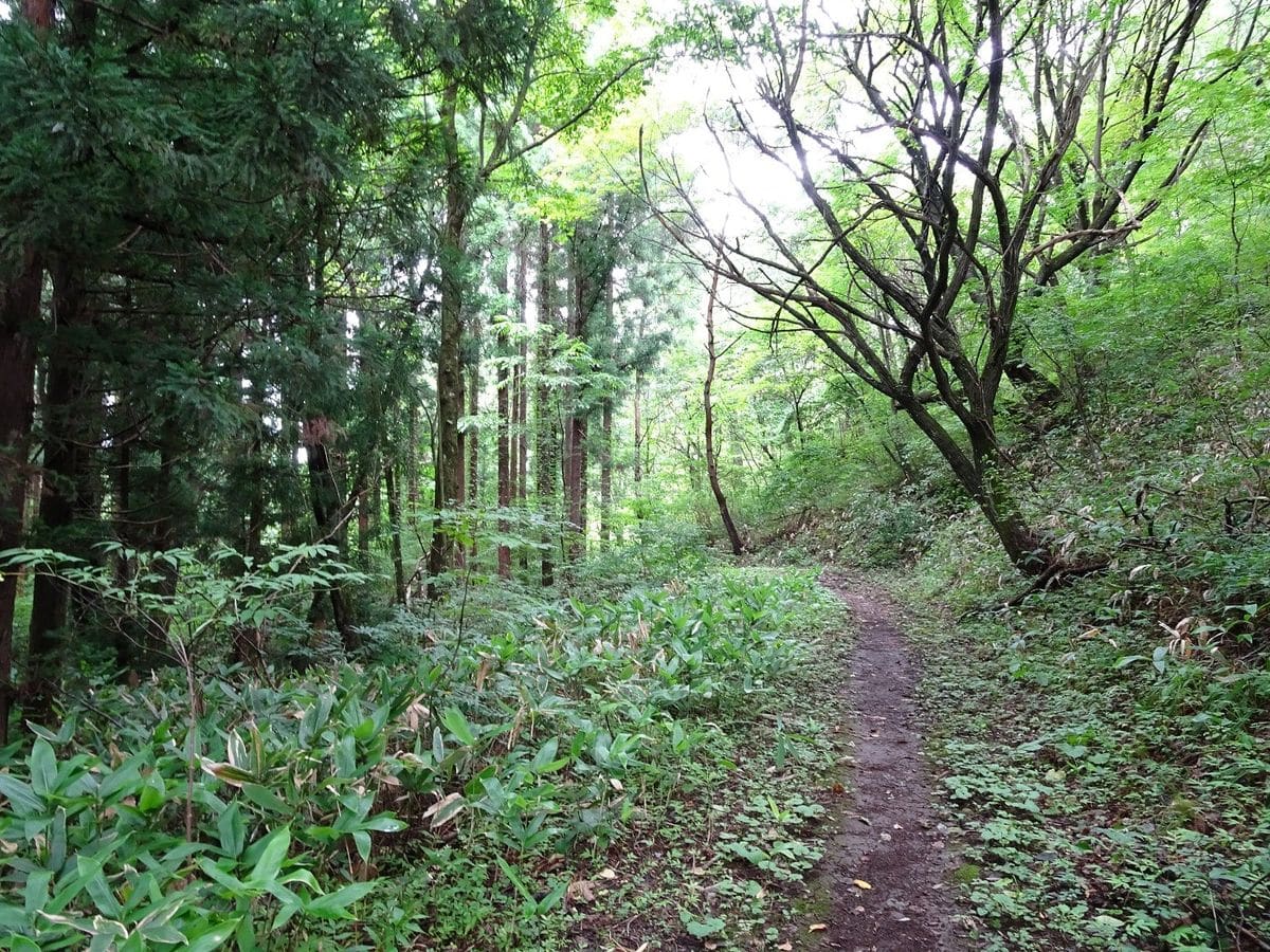 夏休みの探検！