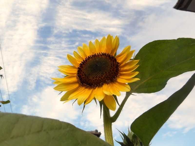 ヒマワリが咲きました🌻