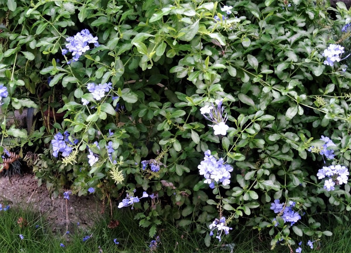 💮ルリマツリの花だけが暑さに強い💮