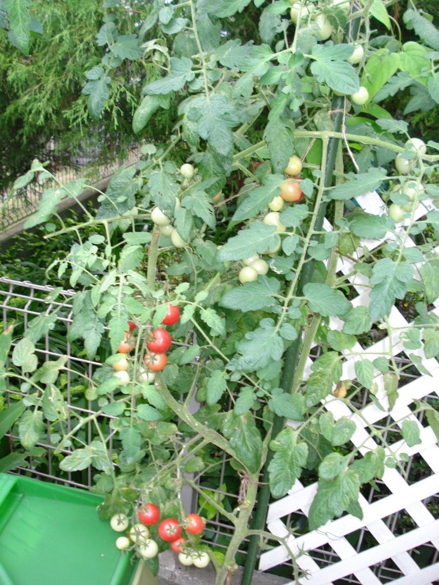 自宅とアパートの野菜たちのコラボで～す✨