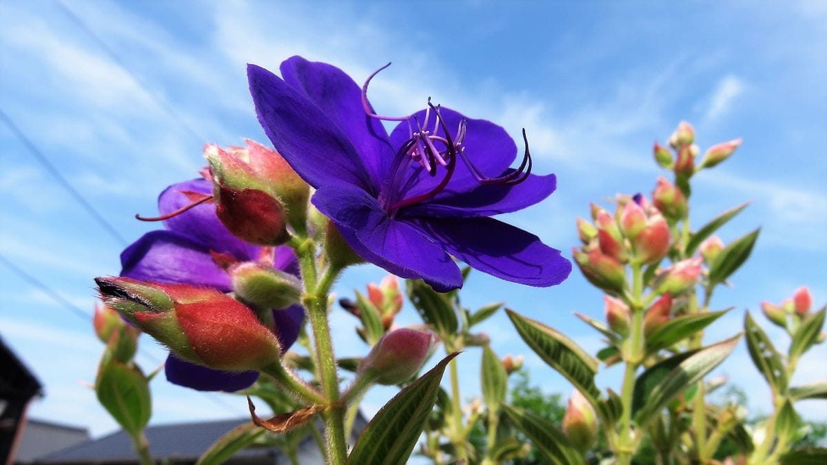 真夏の空にシコンノボタン