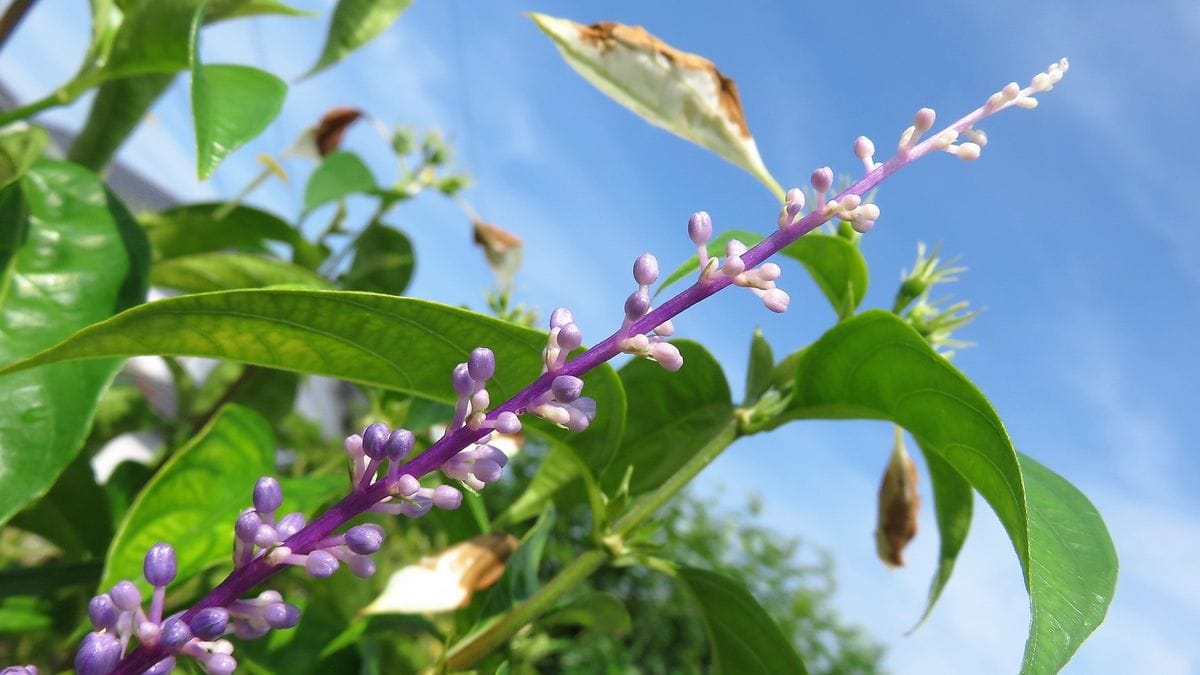 真夏の空にヤブラン