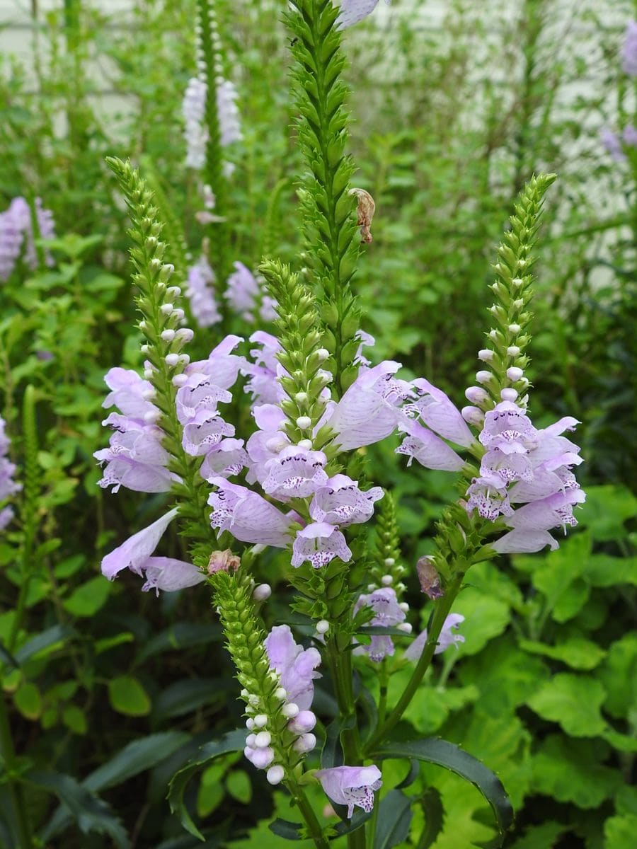 夏の花、やはり青系ですかね。