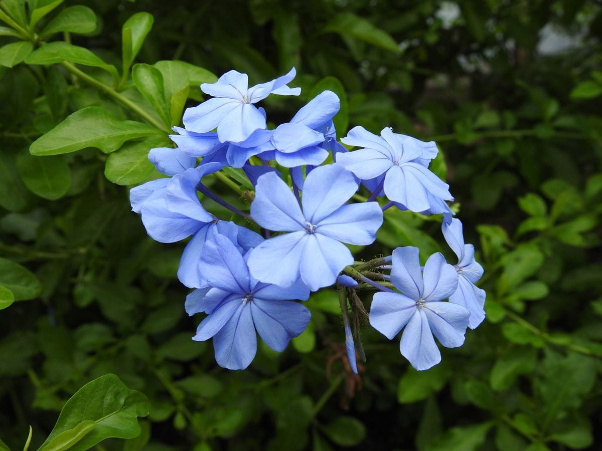 夏の花、やはり青系ですかね。