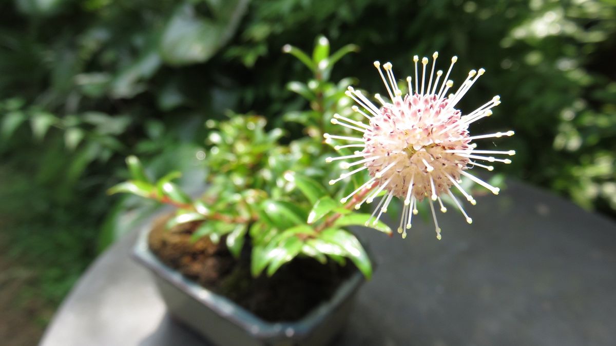 今朝の花　谷渡