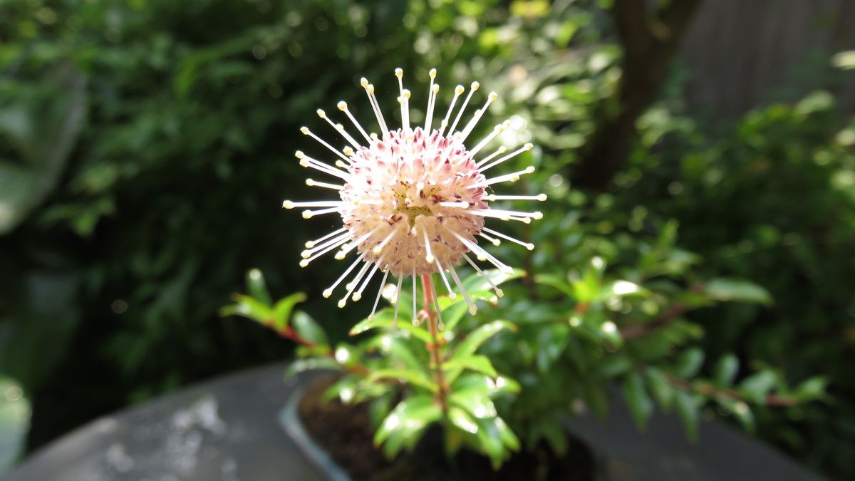 今朝の花　谷渡