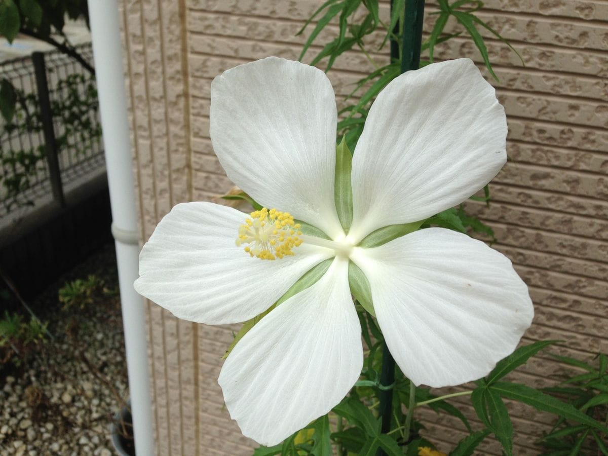 夏の花