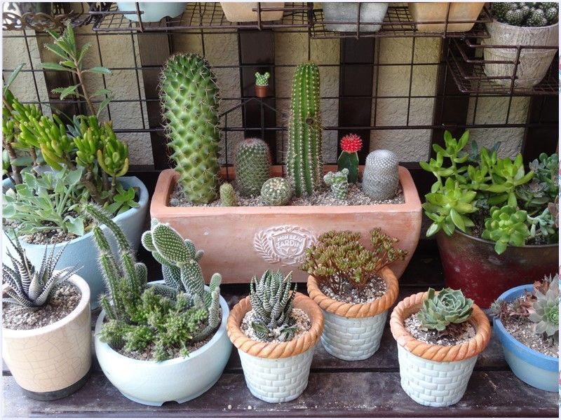 🌵ノッポ・柱サボテン全員集合🌵