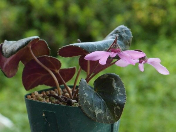 Cyclamen colchicum