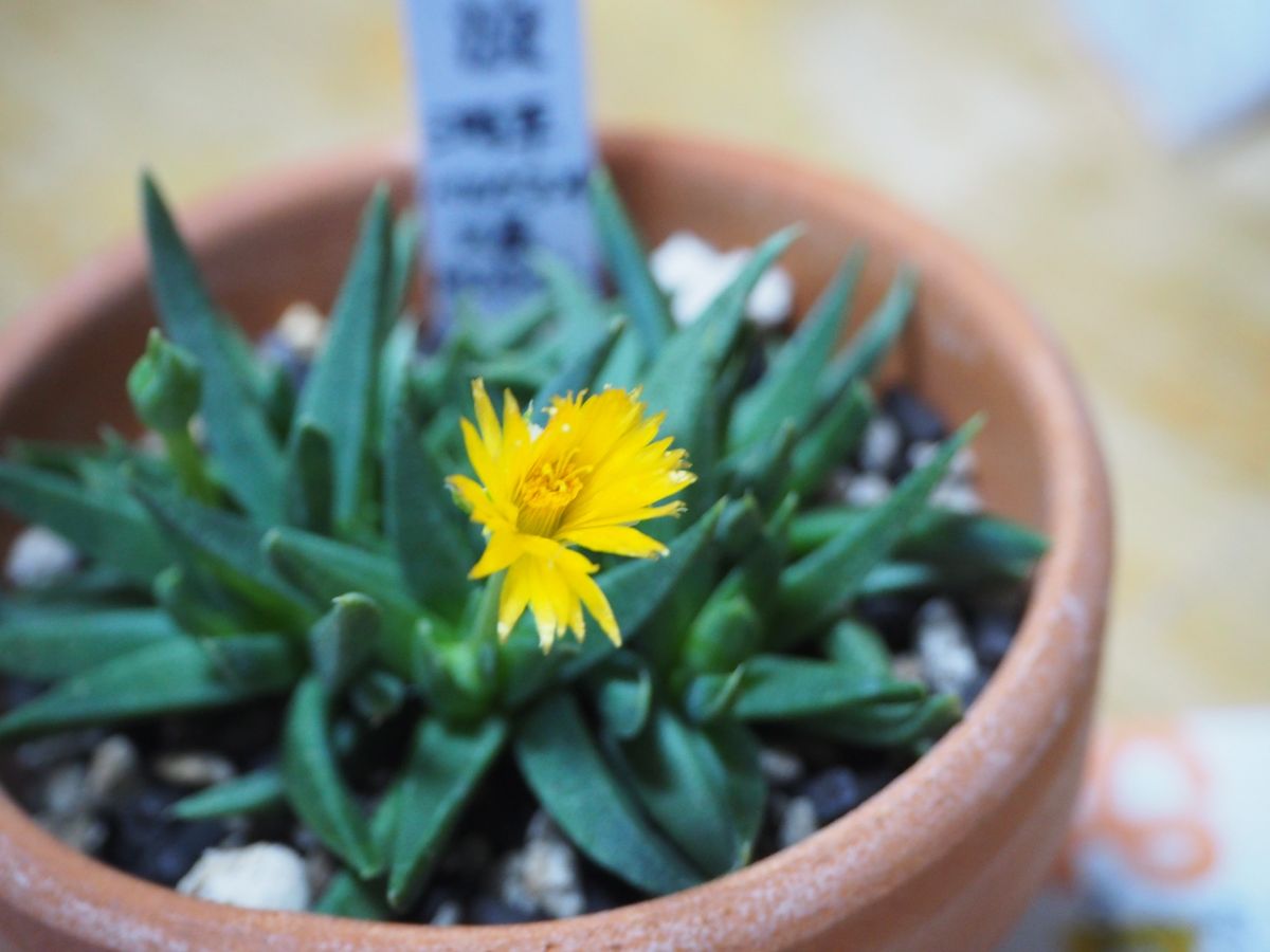 ベランダ園芸 多肉植物と熱帯スイレン