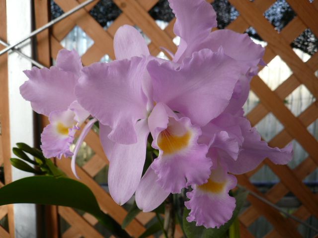 C.Candy tuft'taffy' × C.cld whitey ‘Mt.Empress’