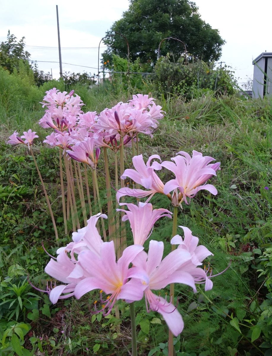 花と虫（虫の写真はありません）