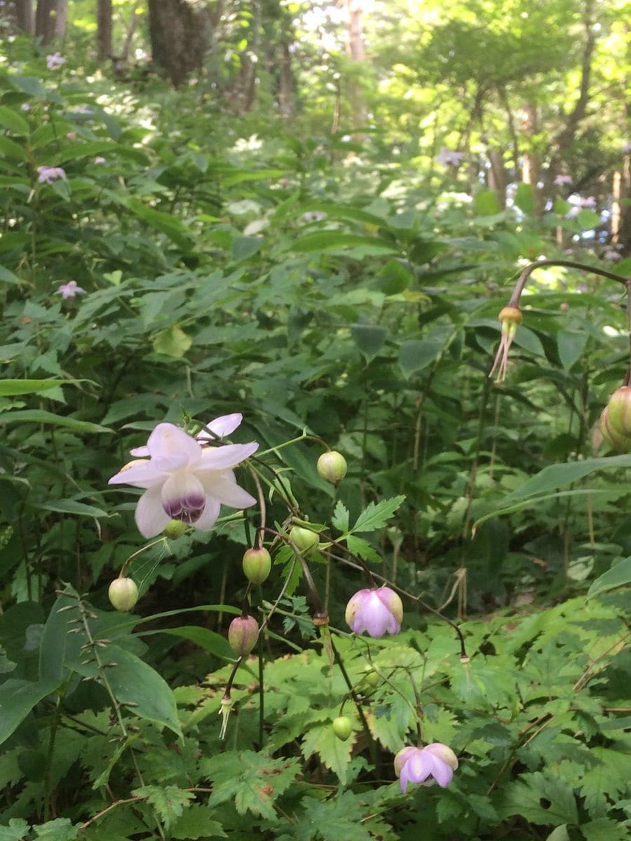 レンゲショウマの自生地御岳山