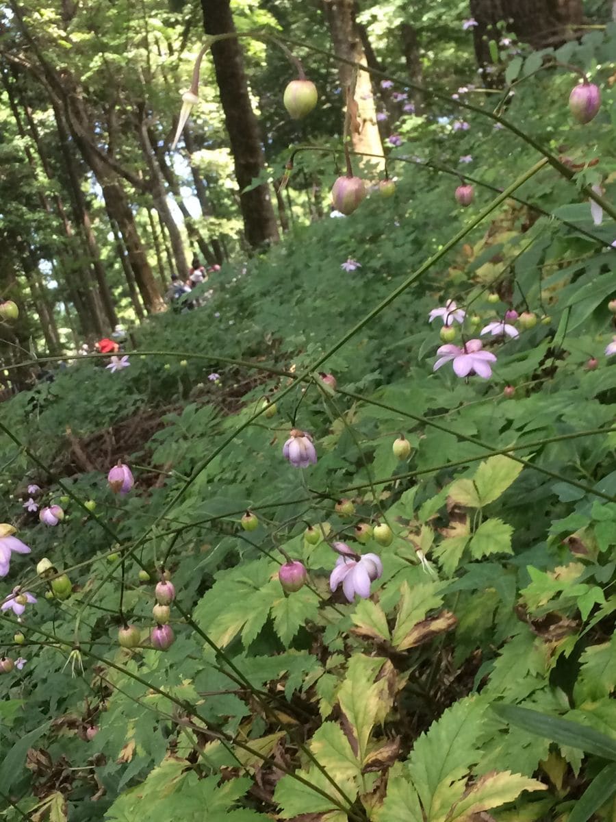 レンゲショウマの自生地御岳山