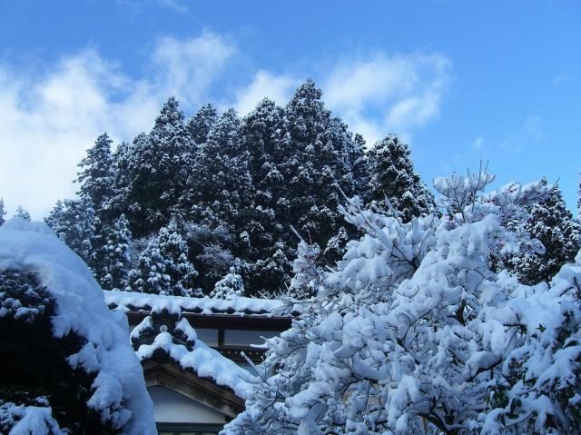 今朝の雪…鳥の巣！