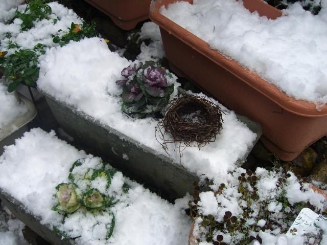 今朝の雪…鳥の巣！