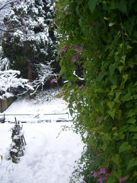 今朝の雪…鳥の巣！