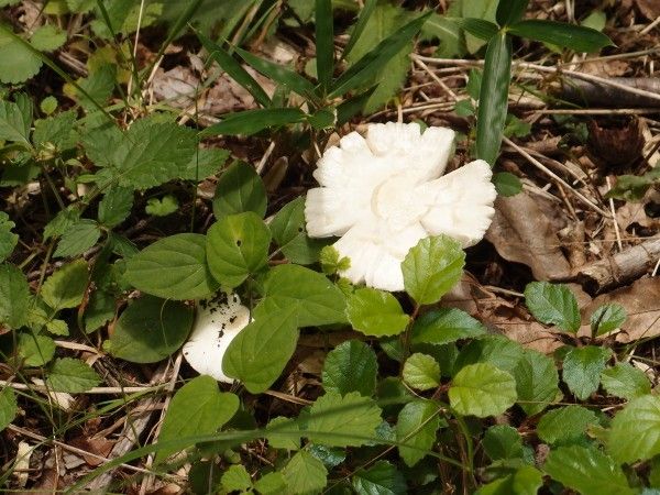 そしてキノコが続く…