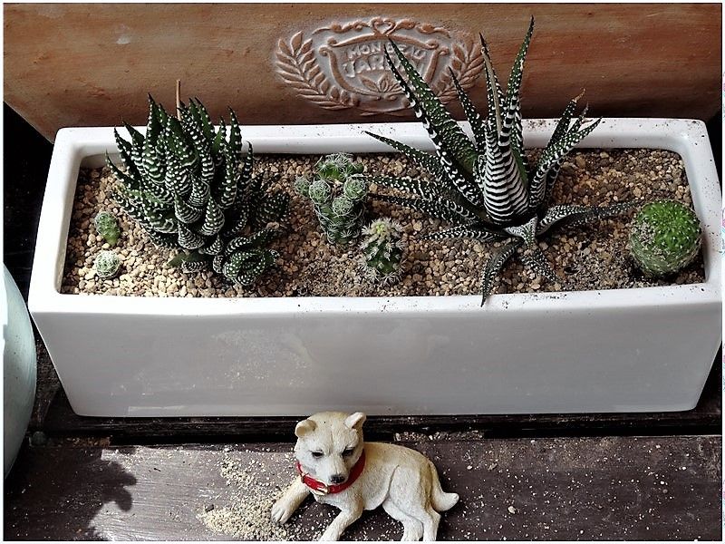 🌵多肉・サボテン類の植え替え並び替え