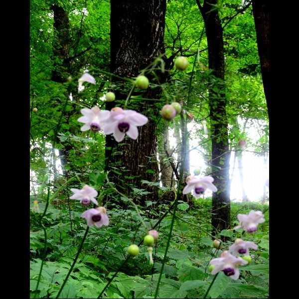 レンゲショウマ群生地と御岳山に咲く夏の花