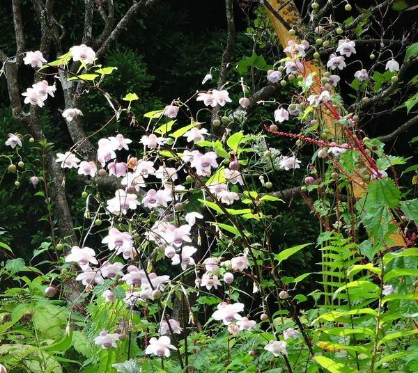 レンゲショウマ群生地と御岳山に咲く夏の花