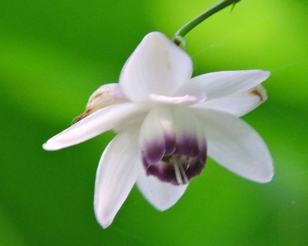 レンゲショウマ群生地と御岳山に咲く夏の花