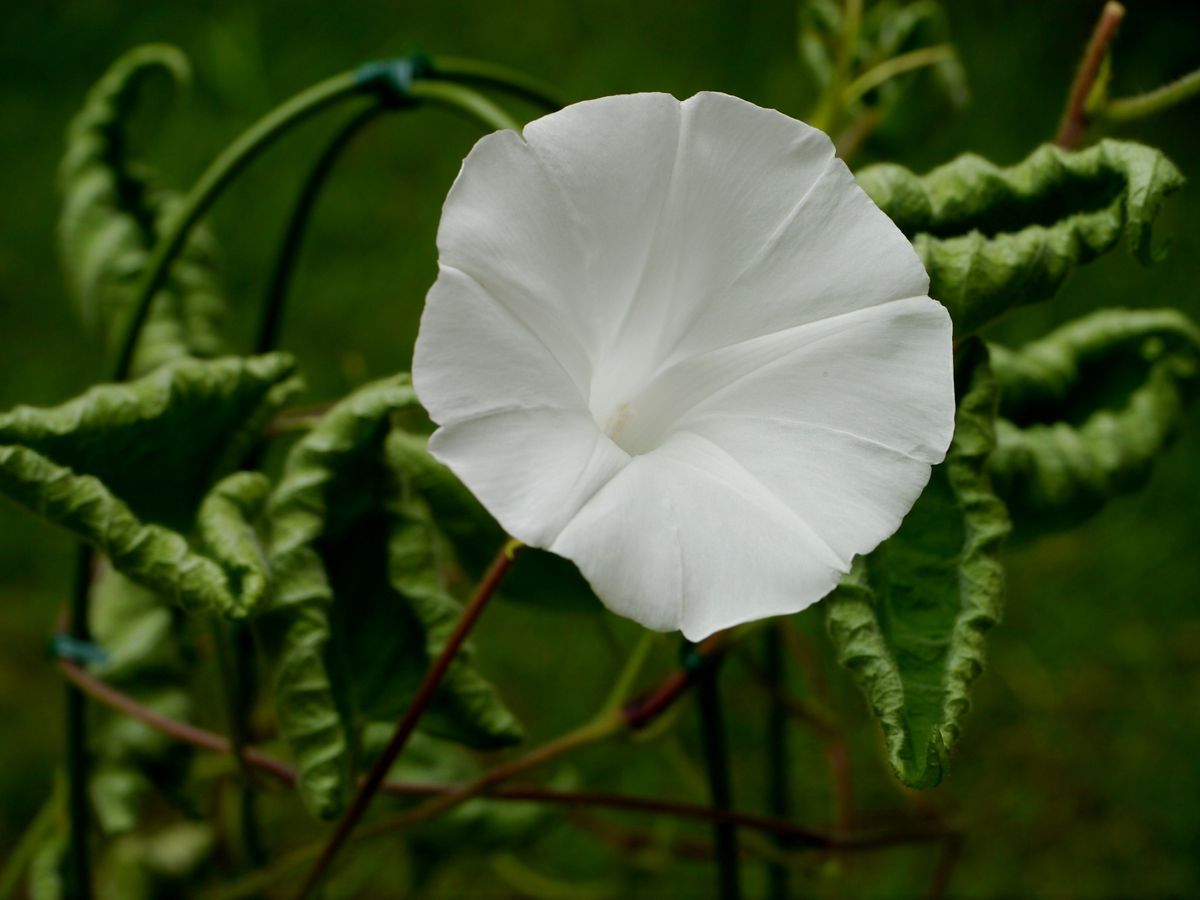 出物の蕾。