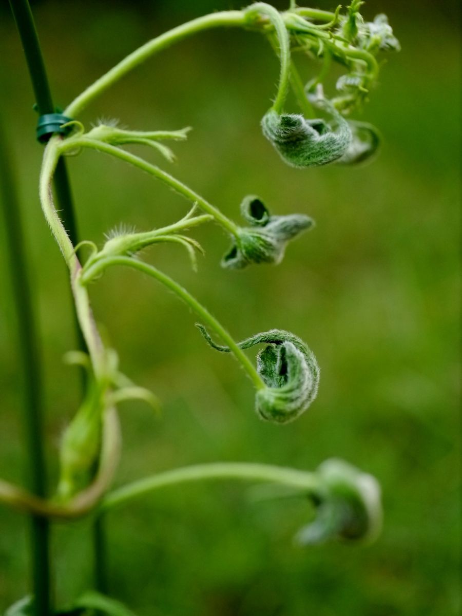 出物の蕾。