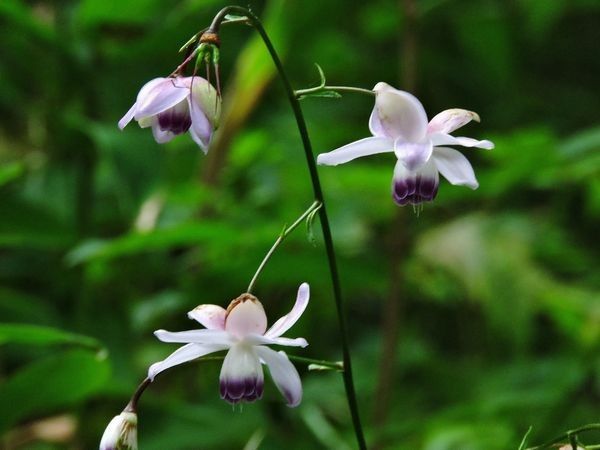 奥多摩・御岳山歩き。ウォーキングMS⑤204日目(1664日)